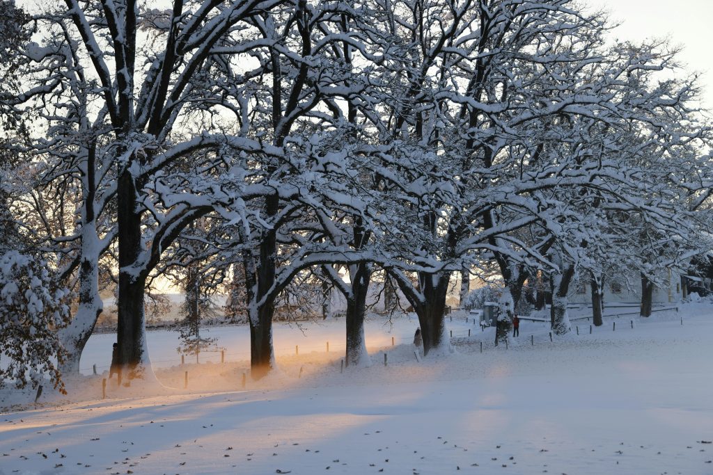 Tranquil winter scene with snow-covered trees and sunset glow in rural countryside.